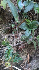 Ardisia pusilla, photograph (c) 許文俊, some rights reserved (CC BY-SA)
