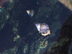 Littorinimorpha