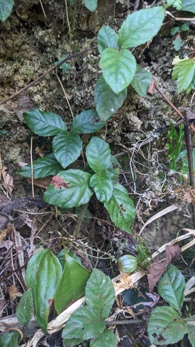 Ardisia pusilla, photograph 3