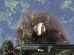 Littorinimorpha