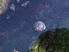 Littorinimorpha