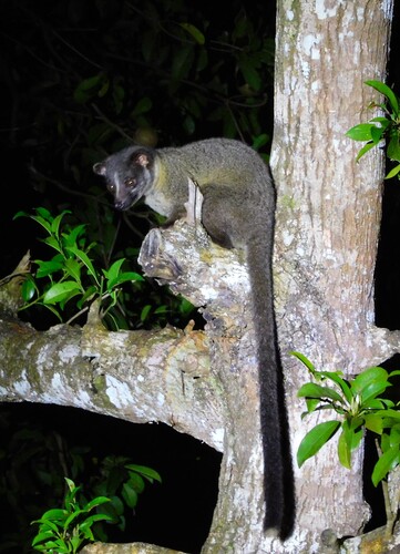 Arctogalidia trivirgata