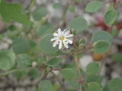 Drymaria holosteoides