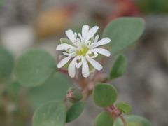 Drymaria holosteoides