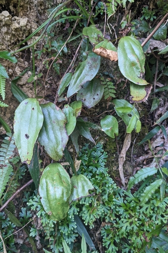 Cheiropleuria integrifolia (Cheiropleuria integrifolia)