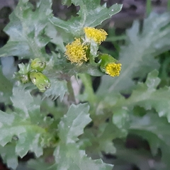 Senecio vulgaris