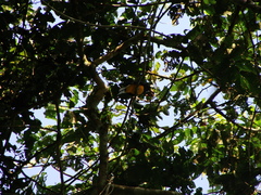 Trogon viridis