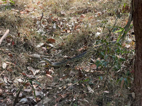 Coastal Carpet Python sighting