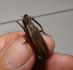 Cerambycidae