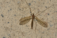 Tipula helvola