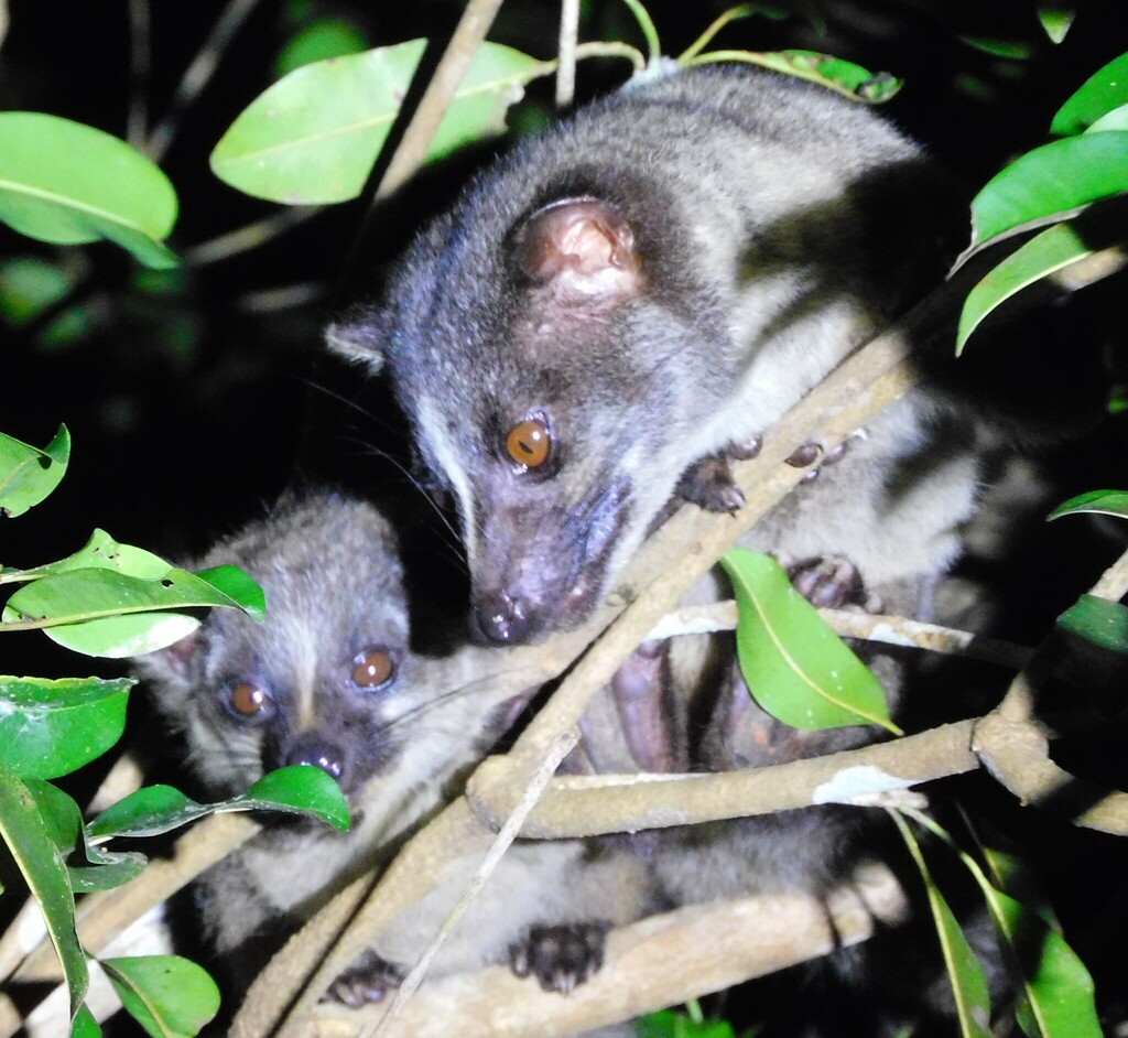Small-toothed Palm Civets