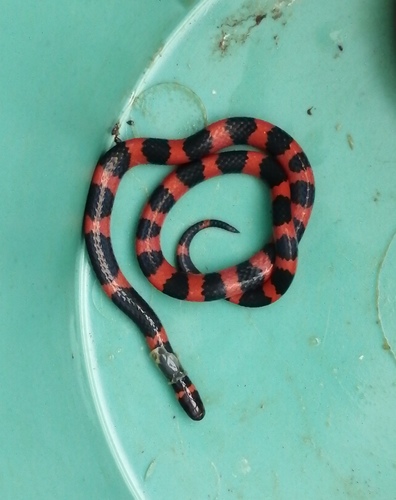 Coral Earth Snake