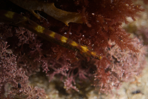 Shortsnout pipefish (Lissocampus filum) — Syngnathidae — 5