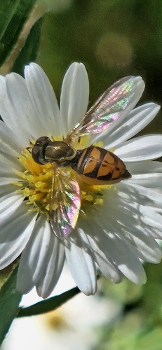 Unknown species found near Ottawa, KS 66067, USA