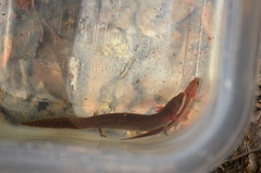 Necturus punctatus