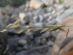 Bouteloua reflexa