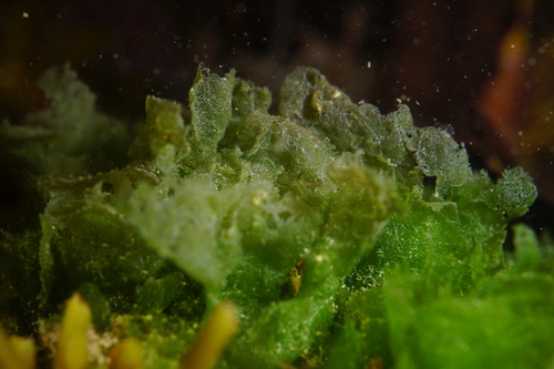 Microdictyon umbilicatum