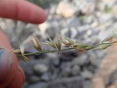 Bouteloua reflexa