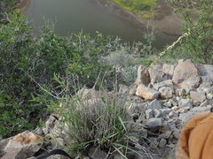 Bouteloua reflexa