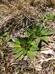 Plantago muelleri