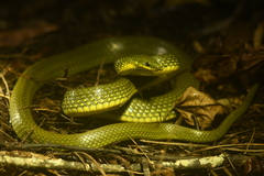 Ryukyu Green Snake