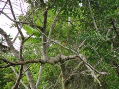 Pachyramphus cinnamomeus