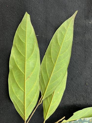 Vatica pauciflora, 2025-06-21
