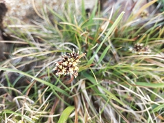 Luzula novae-cambriae