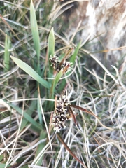 Luzula novae-cambriae