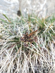 Luzula novae-cambriae