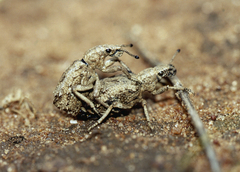 Microcerus spiniger