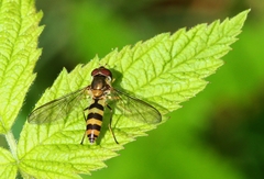 Meliscaeva cinctella image