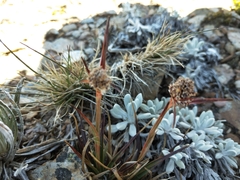 Luzula alpestris
