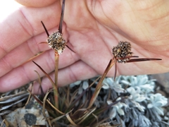 Luzula alpestris