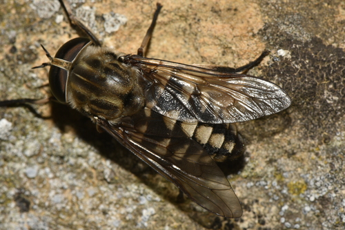 Tabanus rectus