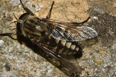 Tabanus rectus
