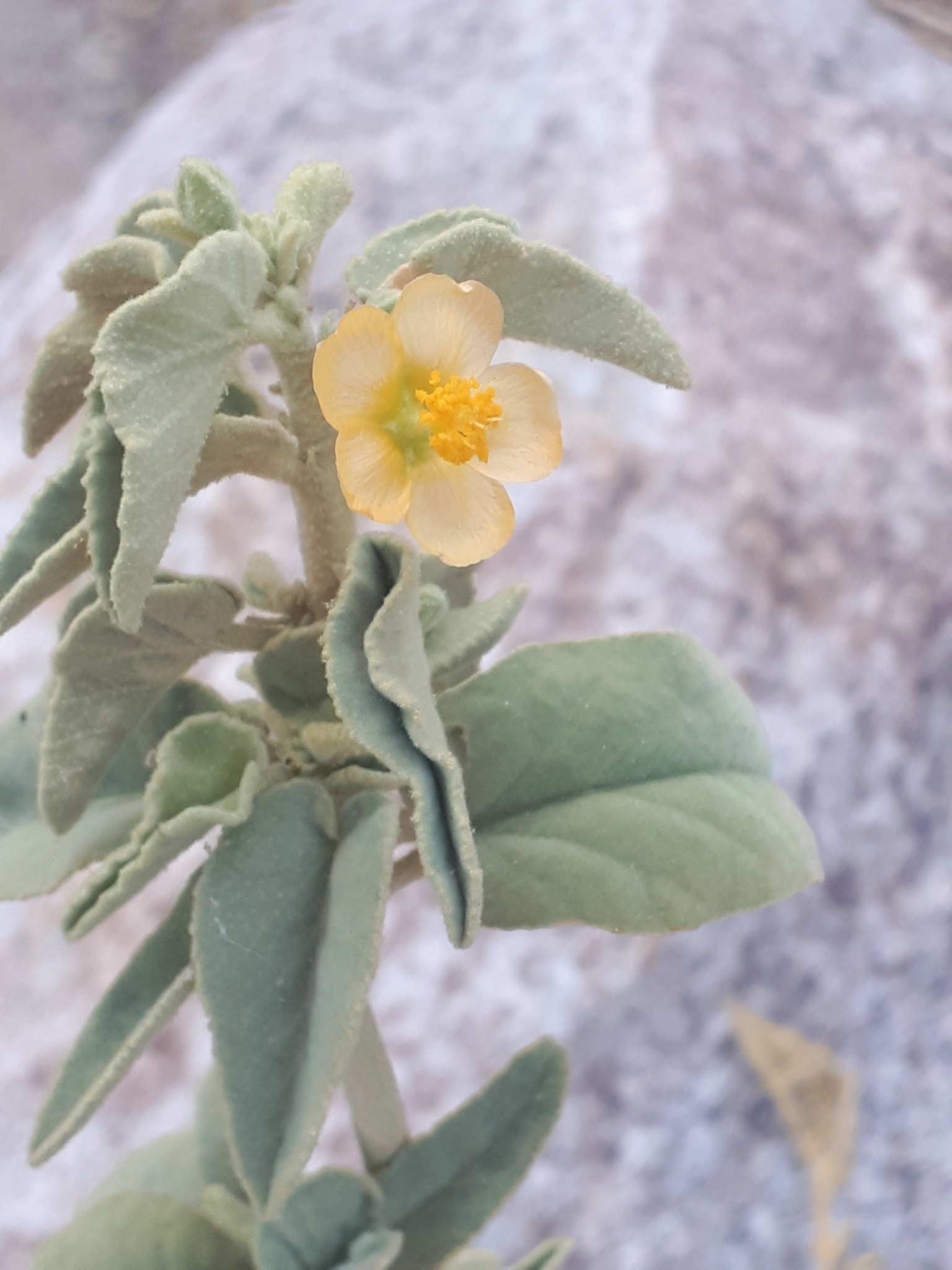 Horsfordia newberryi