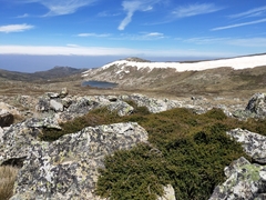 Podocarpus lawrencei