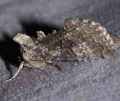 Syngrapha viridisigma