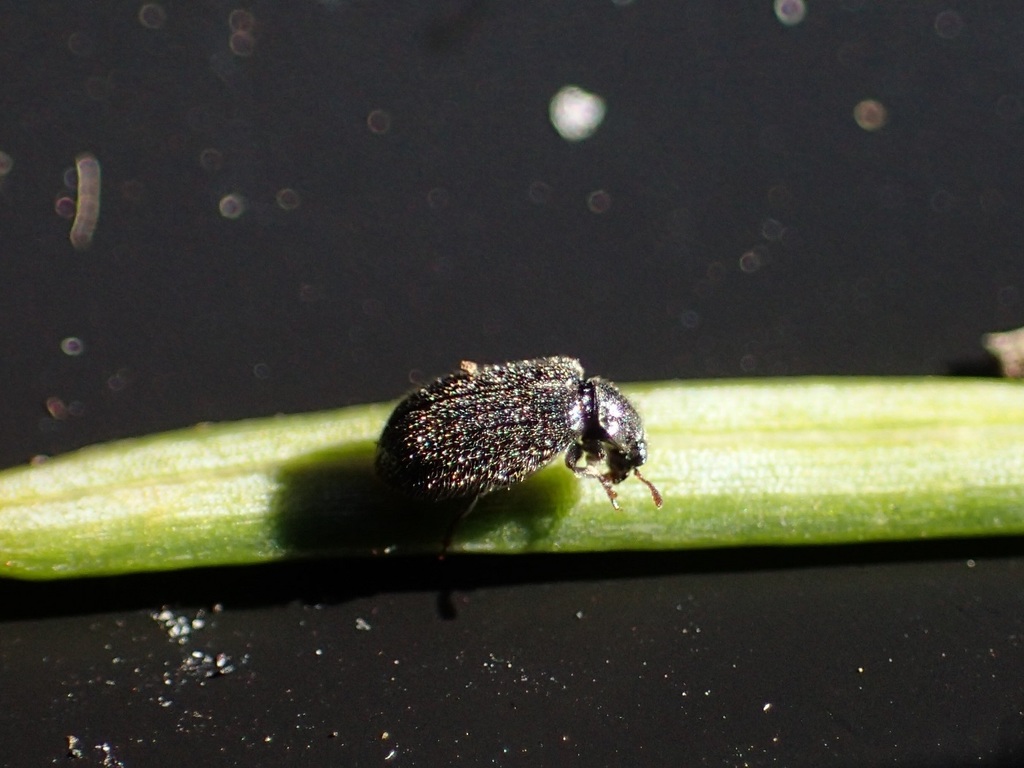 Laricobius nigrinus
