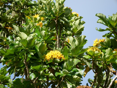 Golden bouquet (Deplanchea tetraphylla)