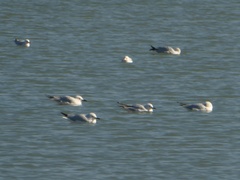 Chroicocephalus genei