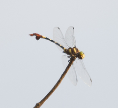 Phyllogomphus selysi