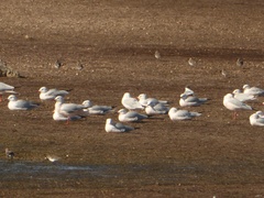 Chroicocephalus genei