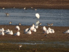 Chroicocephalus genei