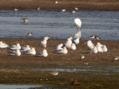 Chroicocephalus genei