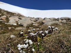 Euphrasia collina glacialis