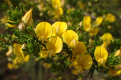 Aspalathus spinescens lepida