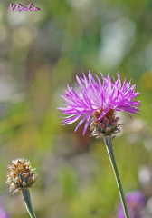 Psephellus vvedenskii