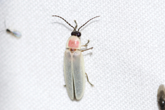 Photinus marginellus